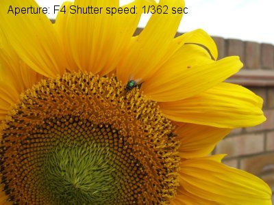 Watermarked example using some more EXIF data
