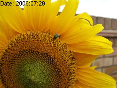 Watermarked example using some EXIF data