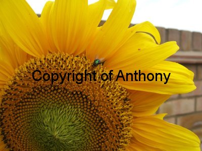 Watermarked example