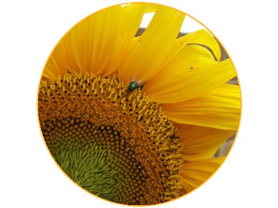 Round example