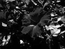 Grayscale example