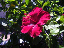 Tint example