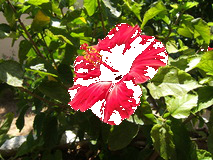 Transparent example