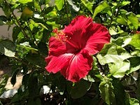 Adaptive blur image example