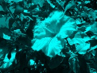 Combine images example