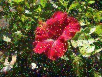 Despeckle image example