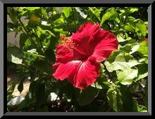 Frame image example