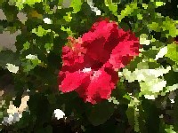 Oil paint image example