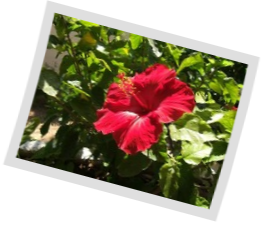 Polaroid image example