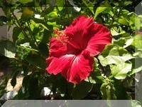 Raise image example