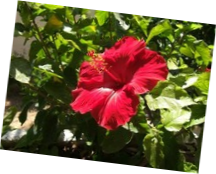 Rotate image example