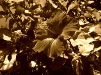 Sepia tone image example