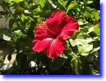 Set image background color example Set image background color example